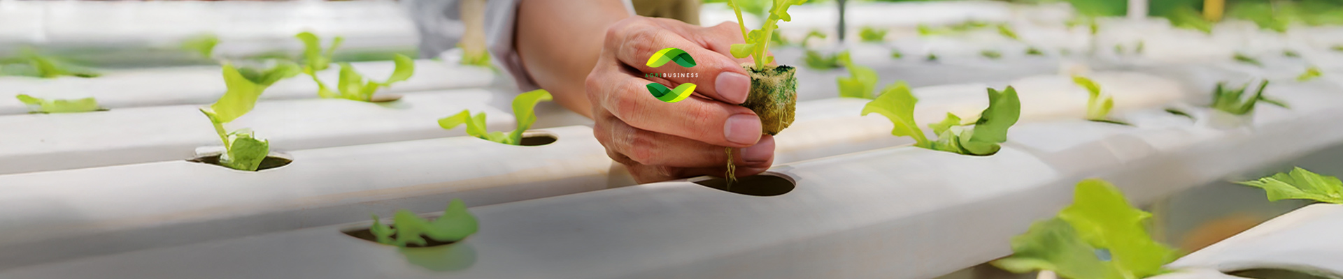 programma-agribusiness