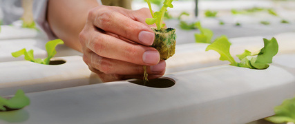 programma-agribusiness